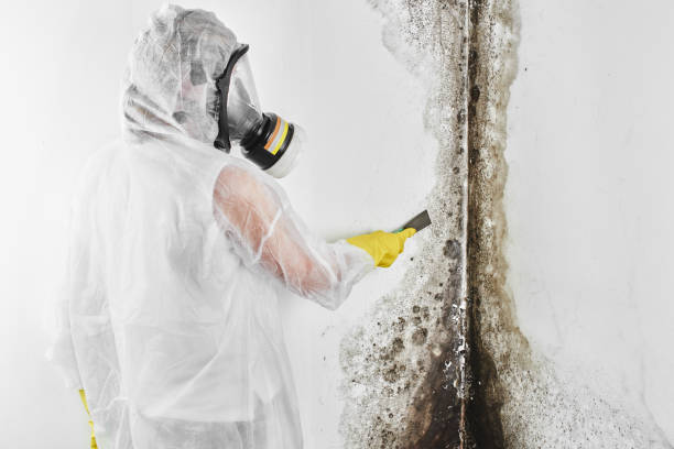 Best Mold Remediation  in Manorville, NY