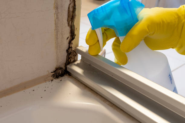 Best Mold Remediation  in Manorville, NY