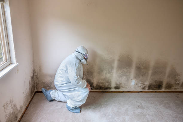 Best Commercial Mold Removal  in Manorville, NY