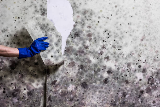 Best Residential Mold Removal  in Manorville, NY