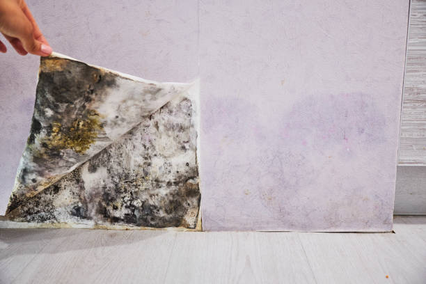 Mold Removal and Inspection in Manorville, NY